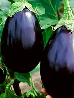تصویر 1 از معرفی بادمجان گلخانه ای جیرفت + بهترین قیمت خرید